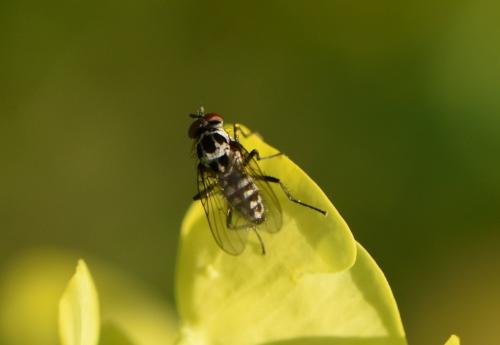 Réf. 302 695 : Anthomyia sp.